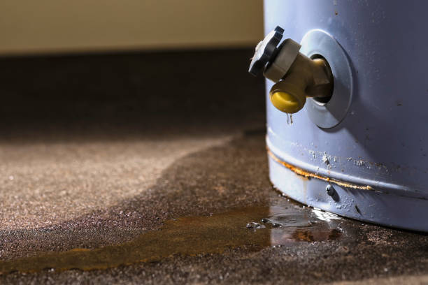Best Local water damage restoration  in Pineland, TX
