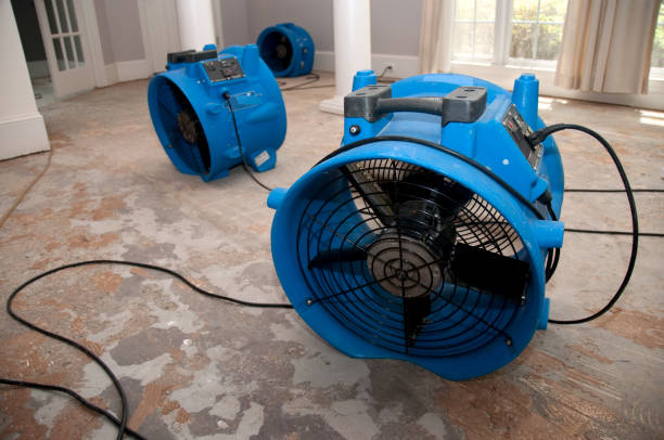 Best Mold removal after water damage  in Pineland, TX